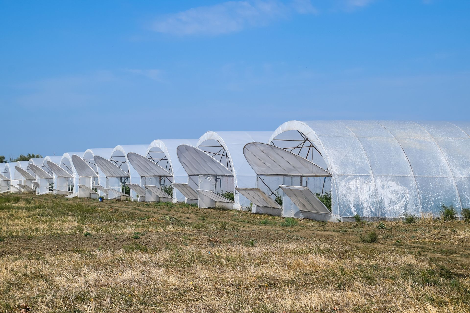 A group of greenhouses for growing tomatoes and cucumbers. Growing tomatoes in the greenhouse. Seedlings in the greenhouse. Growing of vegetables in greenhouses